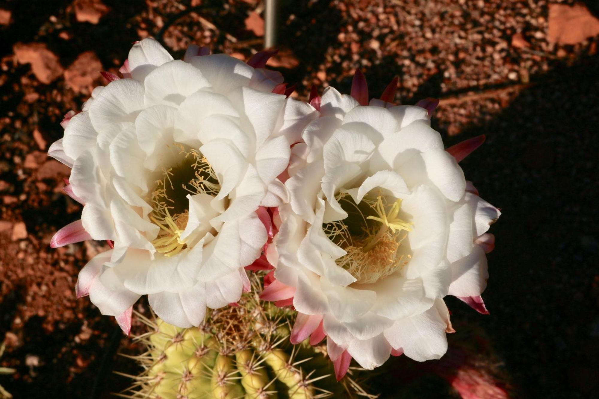 Cathedral Casita At Sedona Cathedral Hideaway Llc Villa Екстериор снимка